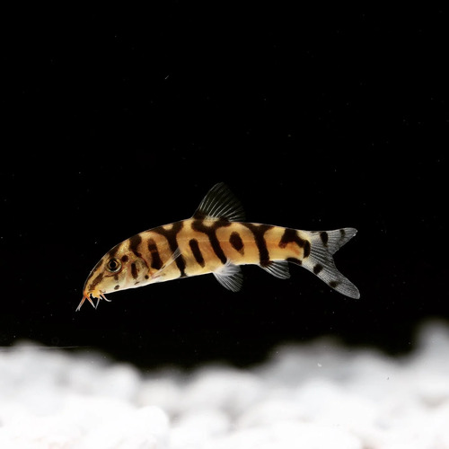 Yoyo Loach